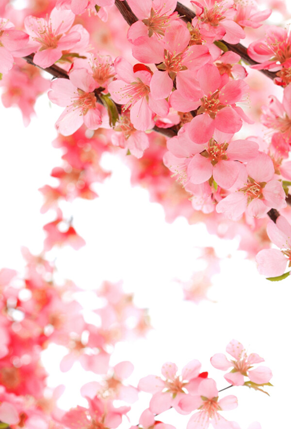 桃花圖片