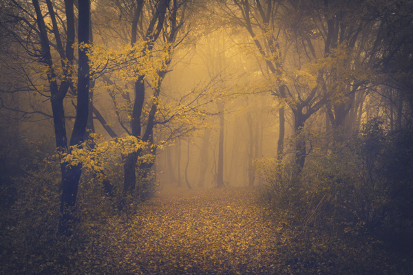 秋天树林风景摄影图片
