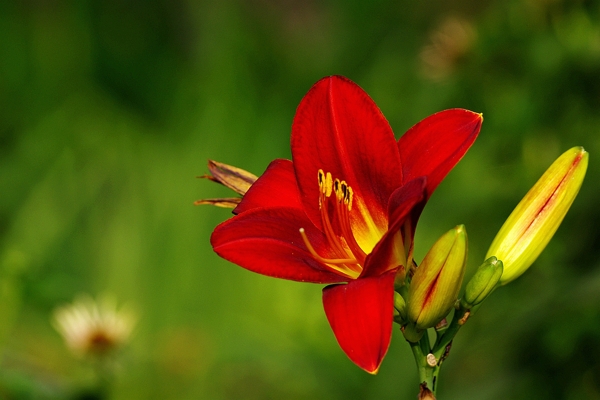 紅色萱草花