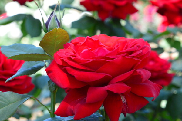 月季花