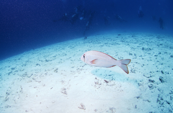鯛魚和潛水員圖片