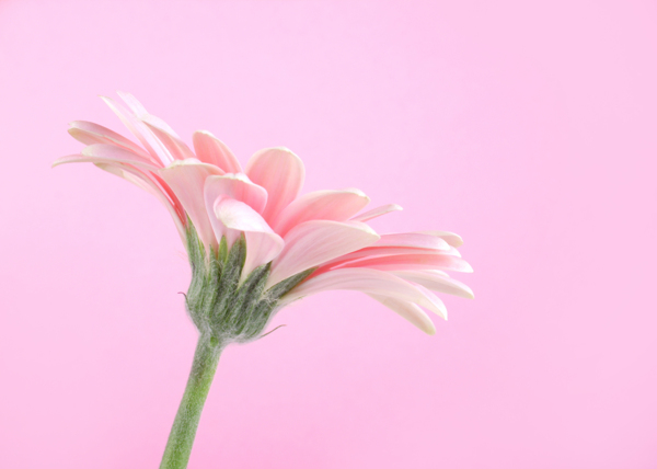 美丽粉红花朵摄影图片