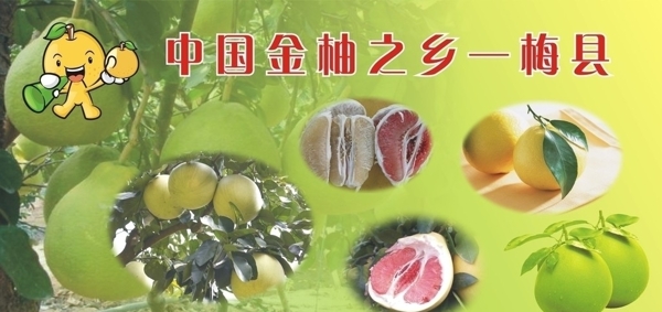 柚子设计海报