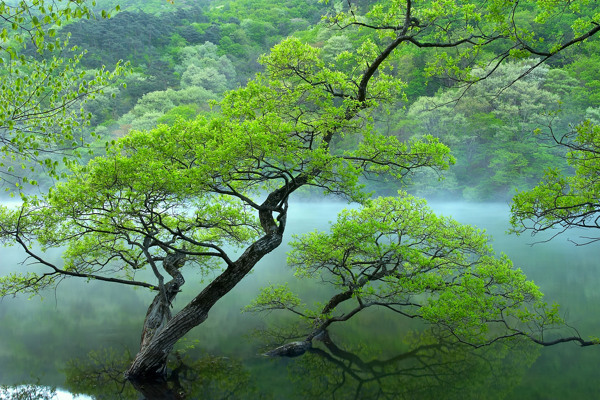 樹高清圖