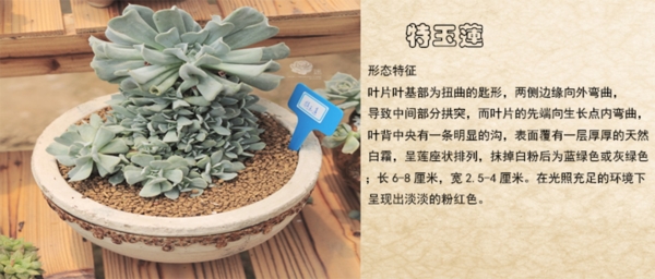 淘寶素材直通車主圖寶貝主圖