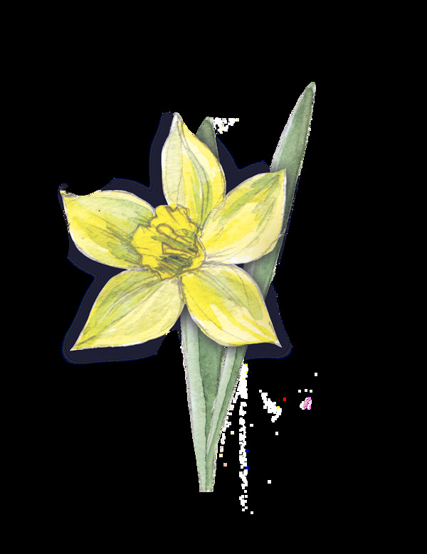 水分黃花透明裝飾素材