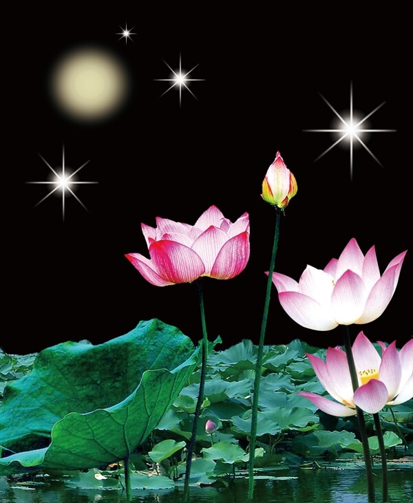 荷花
