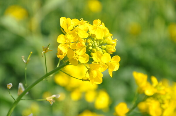 油菜花