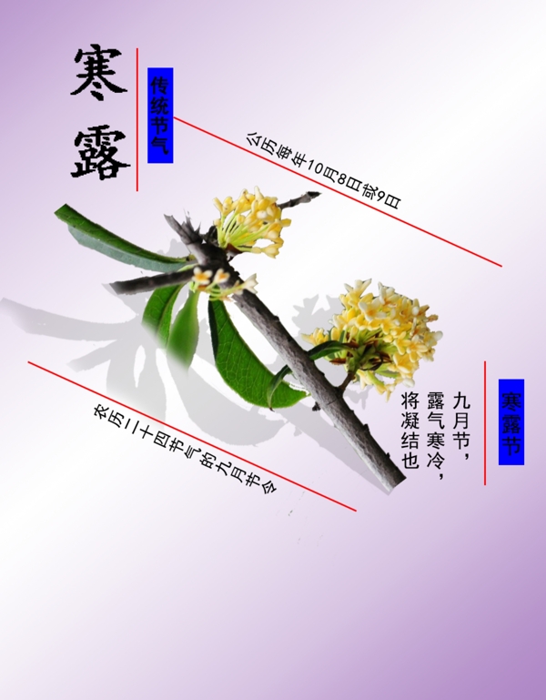 寒露海報(bào)