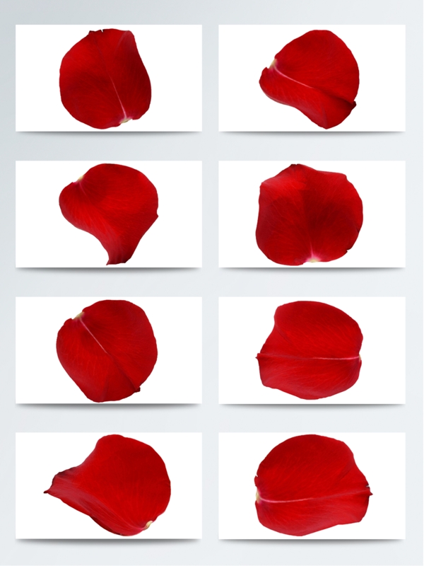 玫瑰花瓣高清图片素材