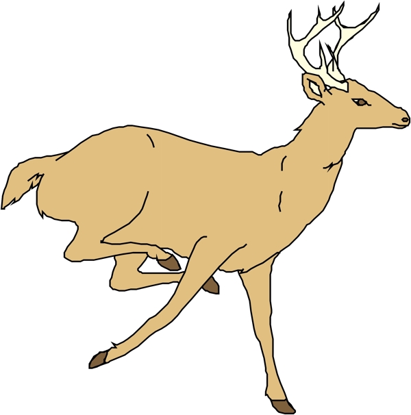 野生動物50