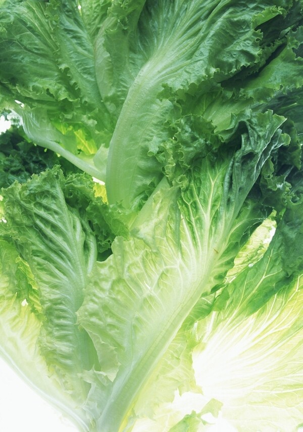 生菜