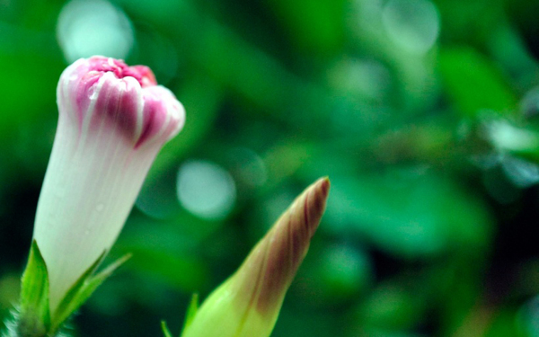 位圖植物花朵寫實(shí)花卉野花免費(fèi)素材