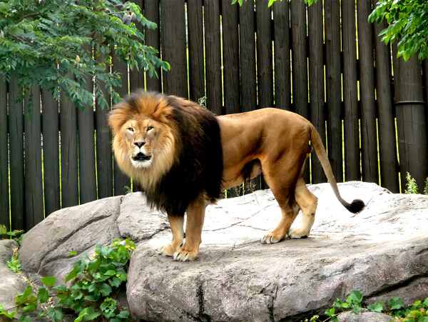獅子
