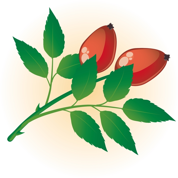 狗薔薇向量