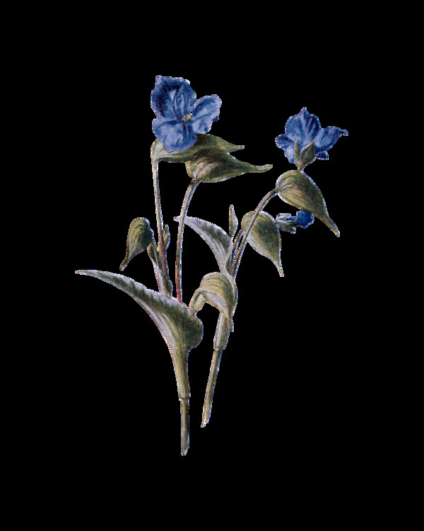 蓝色高清华丽复古彩绘花朵