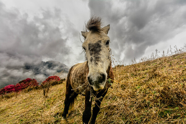 尼泊尔高原的马