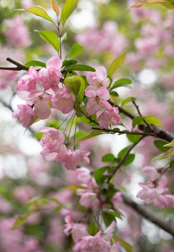 枝头上盛开的粉色海棠花图片