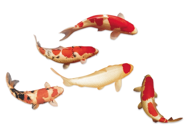 鯉魚鯉魚