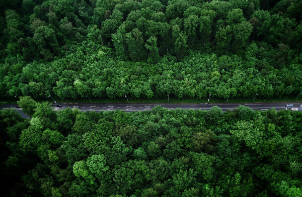 绿色森林中的公路