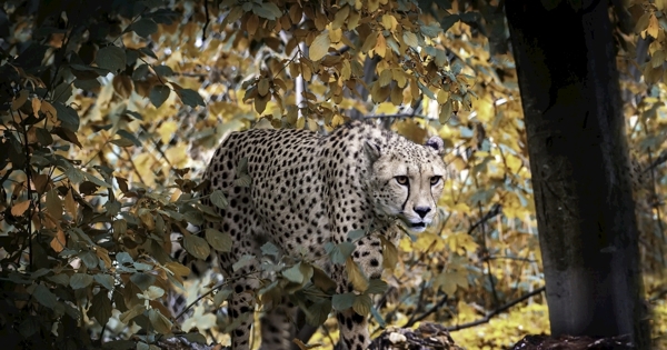 动物世界豹子摄影