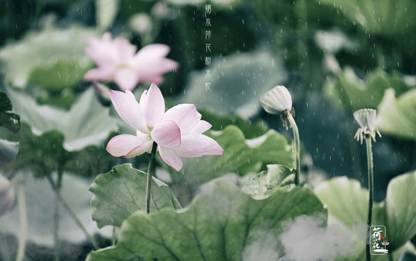 雨荷下雨天荷花粉色莲花