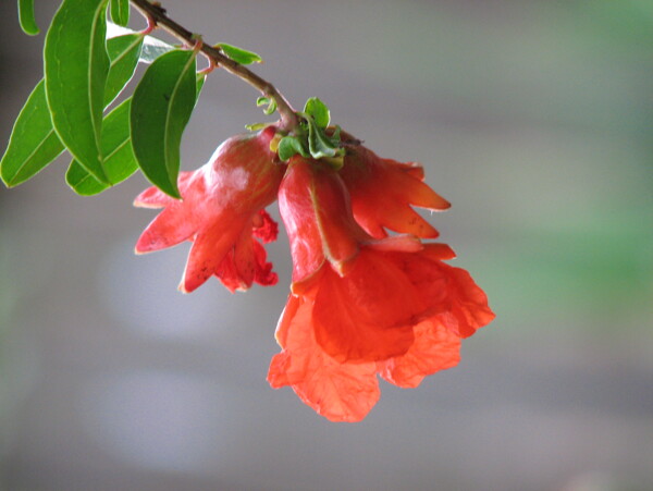 石榴花