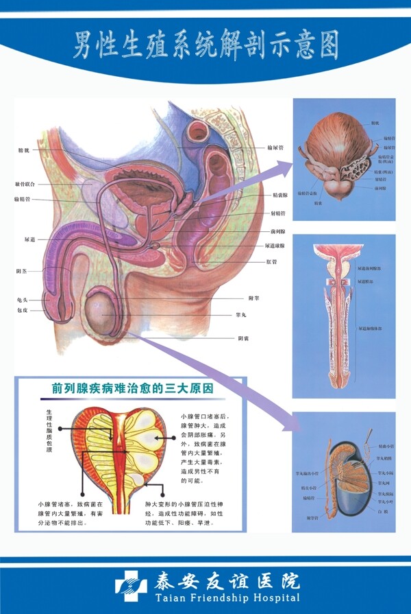 男性生殖系统解剖图图片