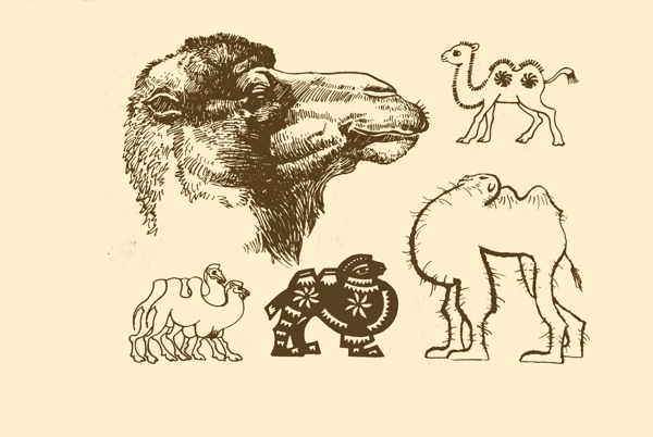 動(dòng)物圖案駱駝圖片