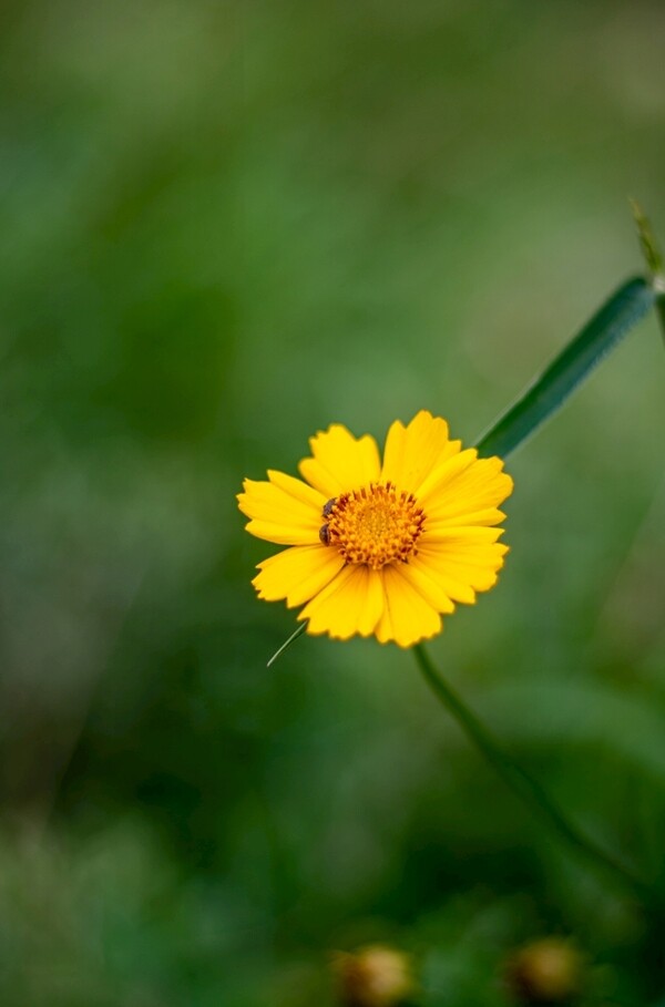 小黄花菊花花朵图片