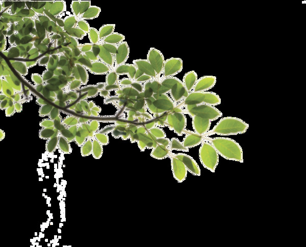 新鲜绿叶树枝免抠png透明素材