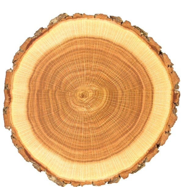 木纹横截面树桩图片