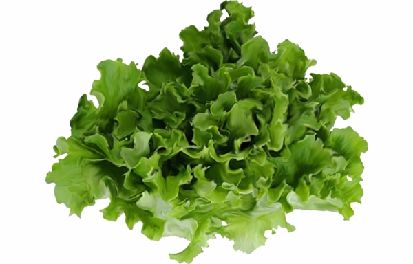 蔬菜生菜叶子绿色植物搭配营养