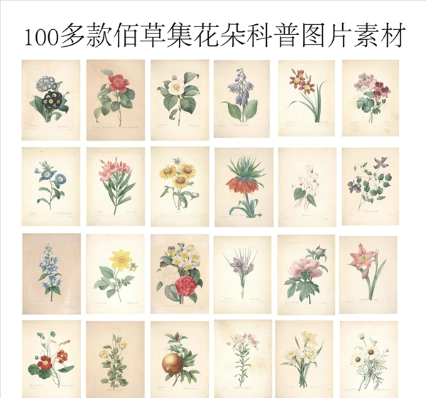 100多款佰草集花朵科普图片