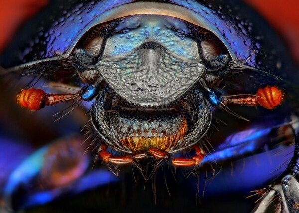 甲壳虫微距摄影图片