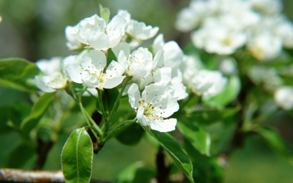 位圖植物花朵寫(xiě)實(shí)花卉小桃花免費(fèi)素材