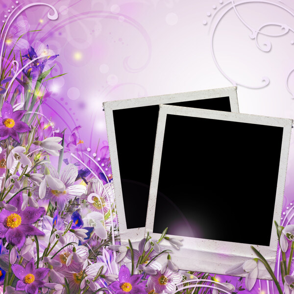 紫色花卉相框图片