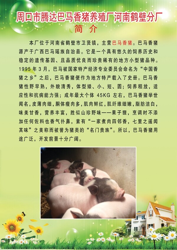 香豬飼養(yǎng)飼料圖片