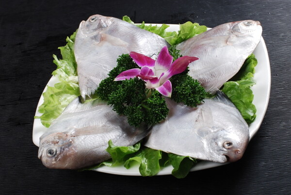 海鯧魚
