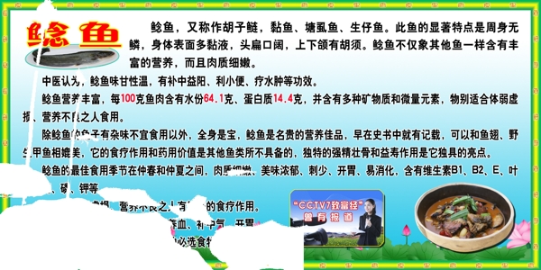 鯰魚簡介展板圖片