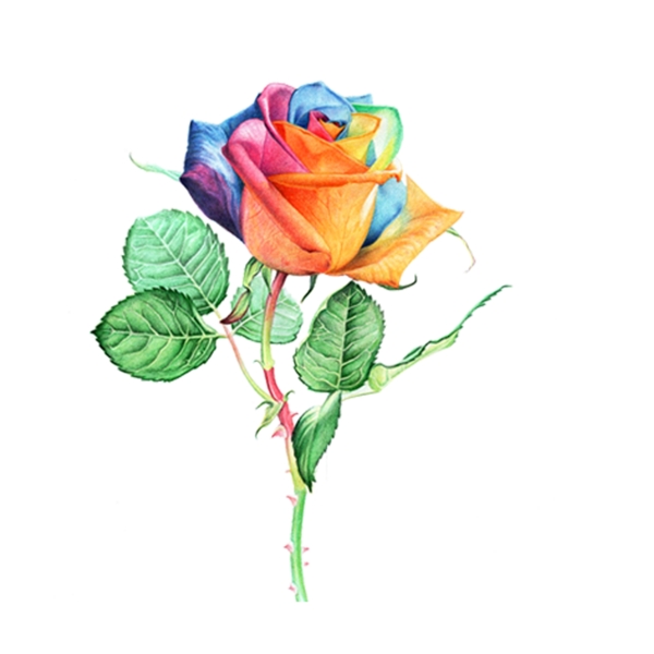 彩虹七色花抠图背景装饰素材