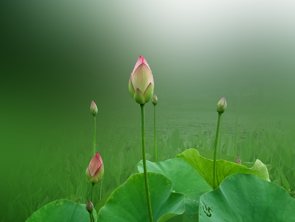 荷花圖片
