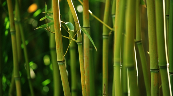竹茎图片