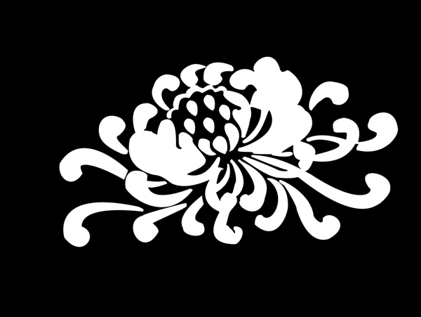 菊花圖片