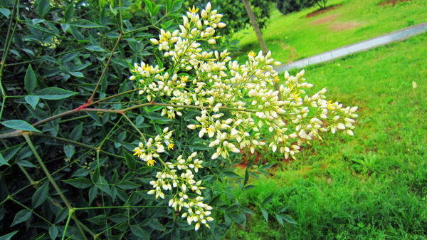 米桂花圖片