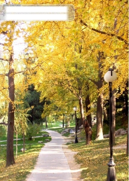 秋天阳光路灯金黄的秋叶蜿蜒的小路1