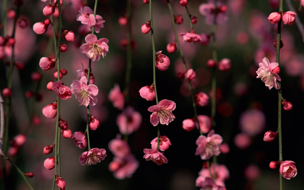位圖寫實(shí)花卉植物花朵野花免費(fèi)素材