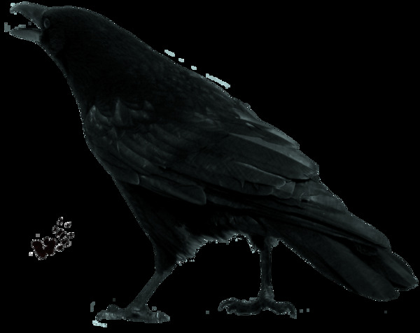 黑色乌鸦照片免抠png透明图层素材