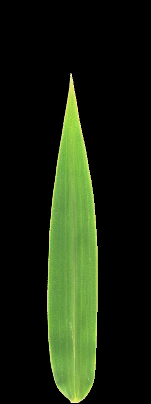 植物3D模型素材20080503更新48
