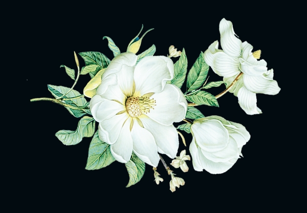 花